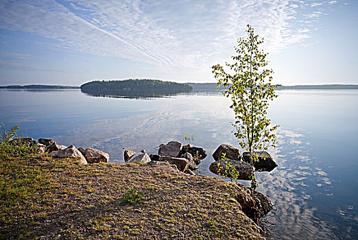 小,桦树,海岸,湖,卡瑞里亚,芬兰