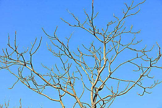 树冠,枝条,蓝天