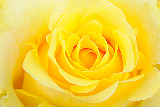 黄玫瑰,粉色,特写