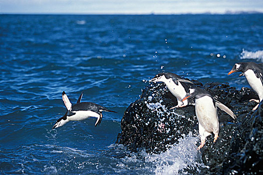 南极,利文斯顿,岛屿,巴布亚企鹅,跳跃,石头,边缘