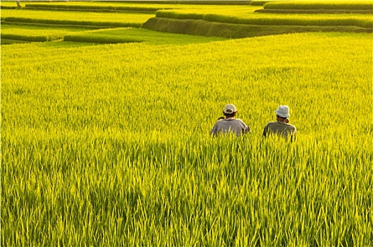 梯田,稻田