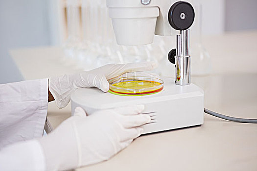 科学家,看,培养皿,显微镜