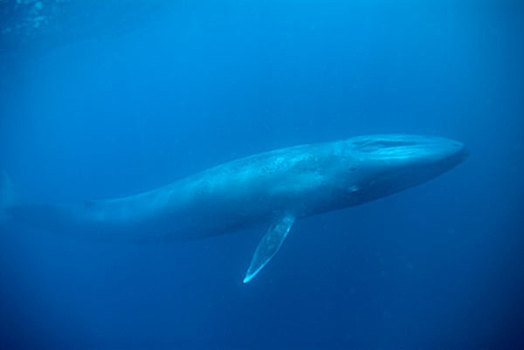 蓝鲸,幼兽,哥斯达黎加