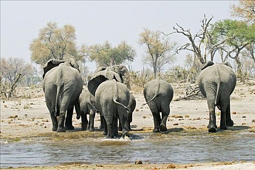 非洲象,离开,水坑,莫瑞米,国家公园,野生动植物保护区,奥卡万戈三角洲,博茨瓦纳,非洲