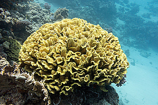 珊瑚礁,黄色,珊瑚,热带,海洋