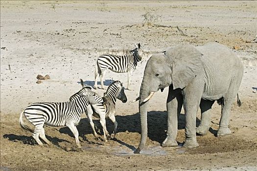 非洲象,斑马,马,水坑,干枯河床,河,博茨瓦纳,非洲