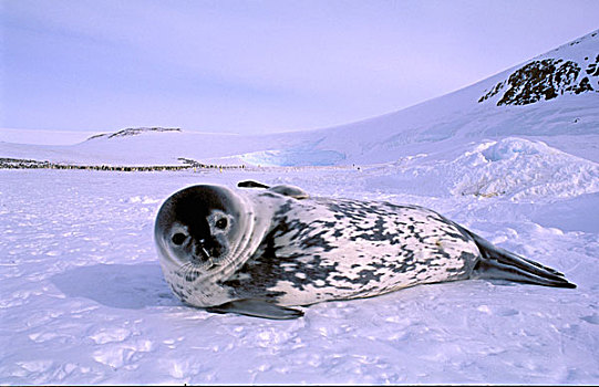 南极,澳大利亚,领土,栖息地,威德尔海豹