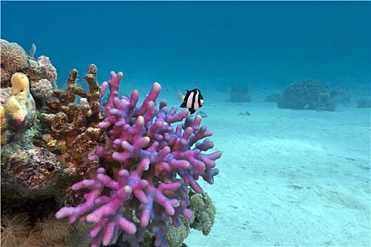 珊瑚礁,紫色,珊瑚,异域风情,鱼,仰视,热带,海洋,蓝色背景,水,背景