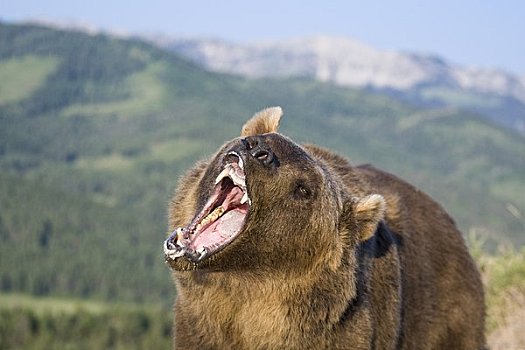 肖像,棕熊,蒙大拿,美国