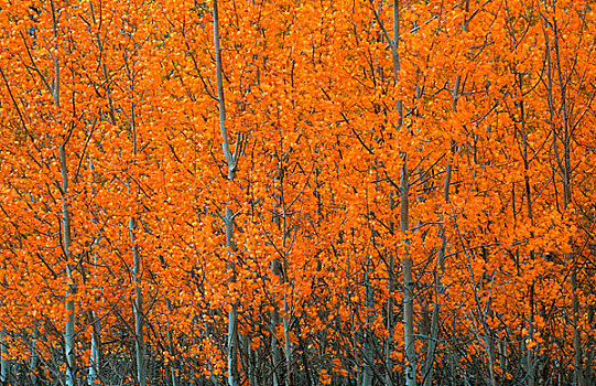橙色,树林,秋天