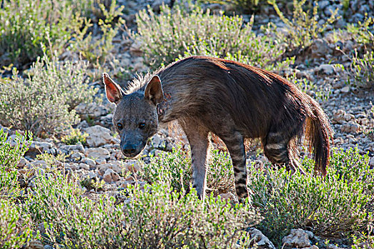 褐色,鬣狗,卡拉哈迪大羚羊国家公园,北开普,南非,非洲