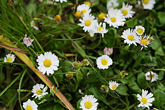 白色,雏菊,花,植物