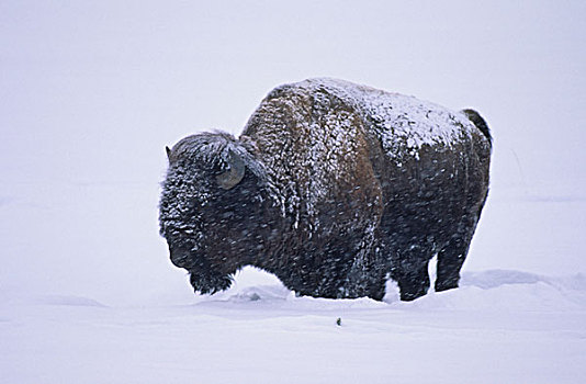 野牛,暴风雪,黄石国家公园,怀俄明