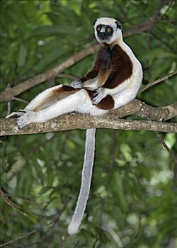 马达加斯加狐猴,干燥,树林,西北地区,马达加斯加,狐猴,灵长类,原猴亚目,寓意,世界,猴子