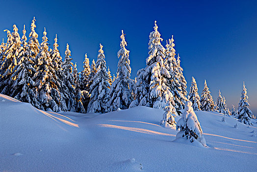雪,冬季风景,哈尔茨山,国家公园,积雪,云杉,夜光,萨克森安哈尔特,德国,欧洲