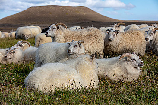 传统,绵羊,放牧,分开,米湖,冰岛,欧洲
