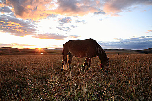 馬,吃,光線,夕陽