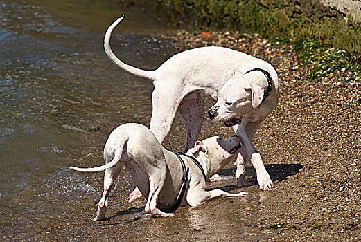 两只,狗,玩,溅,水中