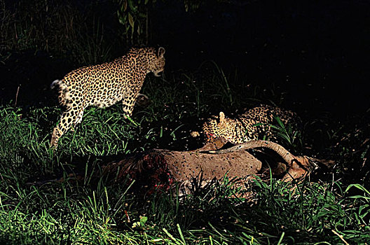豹,捕食,夜晚,博茨瓦纳