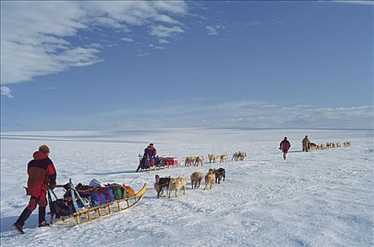 西伯利亚,哈士奇犬,狗,拉拽,雪撬,上方,格陵兰
