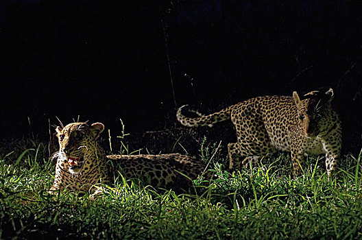 豹,女性,接近,夜晚,博茨瓦纳