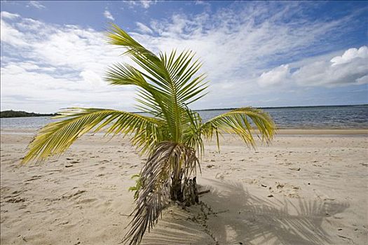 棕榈树,海滩,马达加斯加,非洲