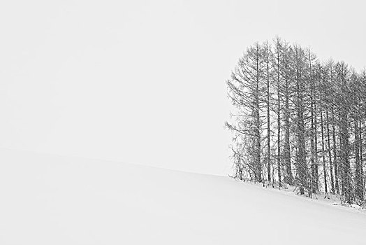 积雪,冬季风景,小,矮林,美瑛