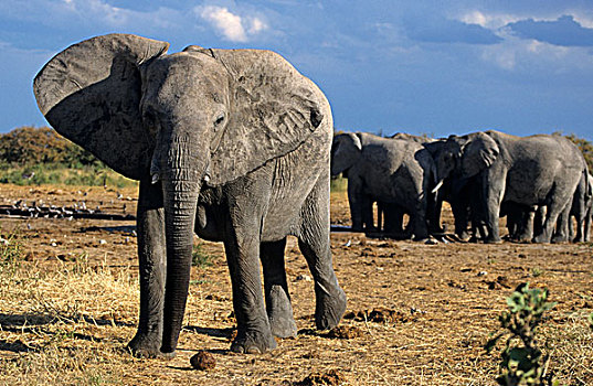 幼兽,大象,非洲象