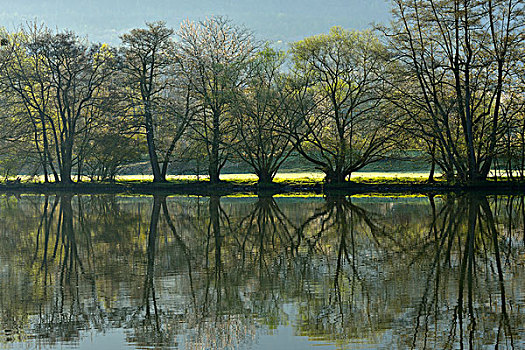 树,反射,河,春天,弗兰克尼亚,施佩萨特,米尔顿堡,地区,巴伐利亚,德国