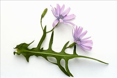 复合花卉图片