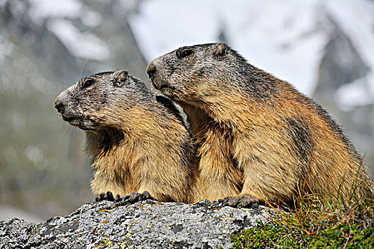 阿尔卑斯土拨鼠,旱獭,上陶恩山国家公园,格洛克纳高高山道,卡林西亚,奥地利,欧洲