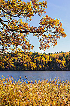 橡树,秋叶,湖,树林,背景