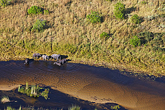 航拍,大象,奥卡万戈三角洲,博茨瓦纳,非洲