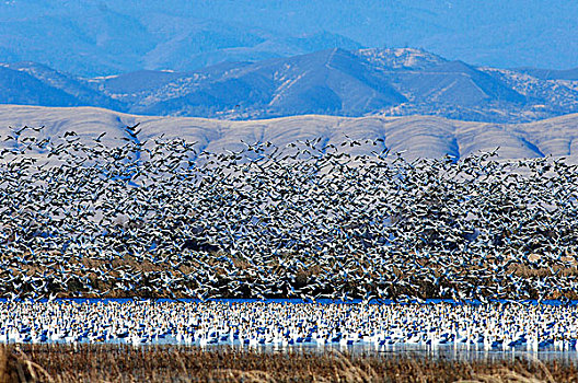 雪,鹅,升空,水塘,萨克拉门托,国家野生动植物保护区,靠近,柳树,加利福尼亚