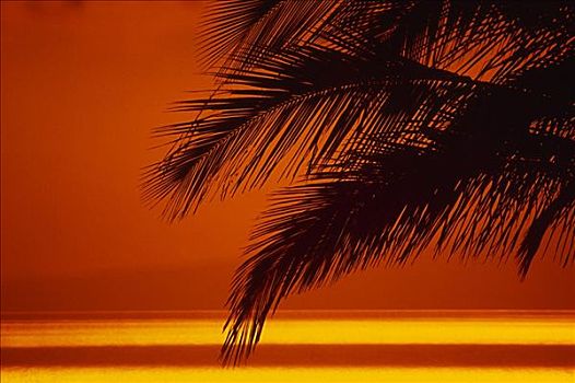 特写,棕榈叶,橙色,日落,天空,海洋