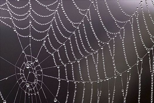 蜘蛛网,黎明,露珠,水滴