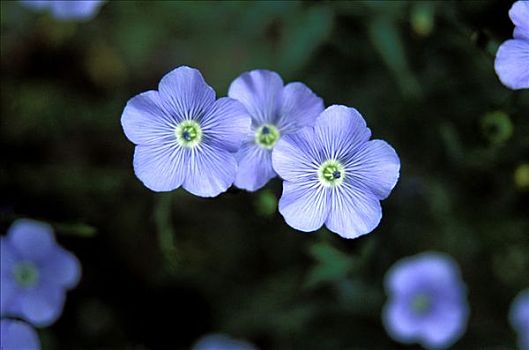 蓝色,花