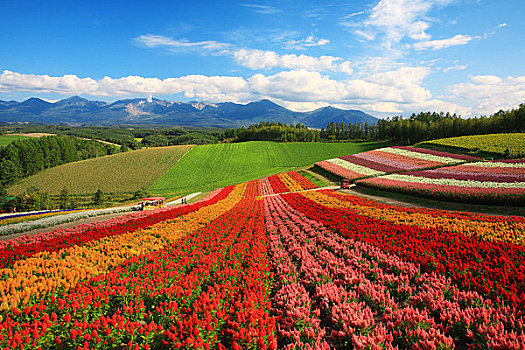 彩色,花,地毯,山