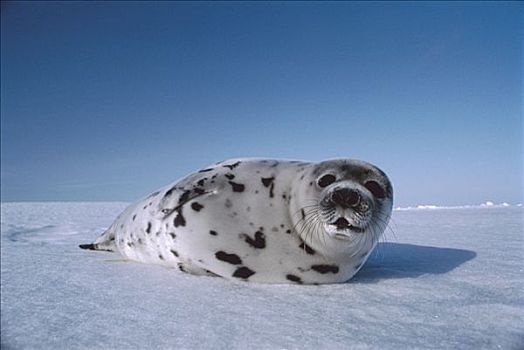 鞍纹海豹,琴海豹,休息,雪,圣劳伦斯湾,加拿大