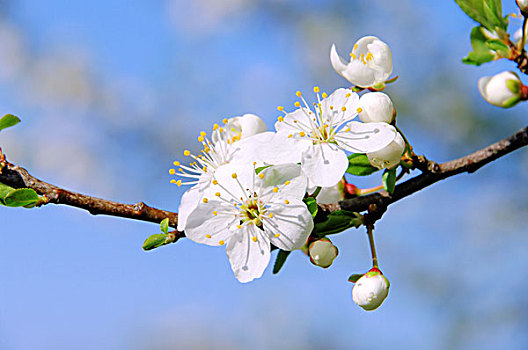 李子,花