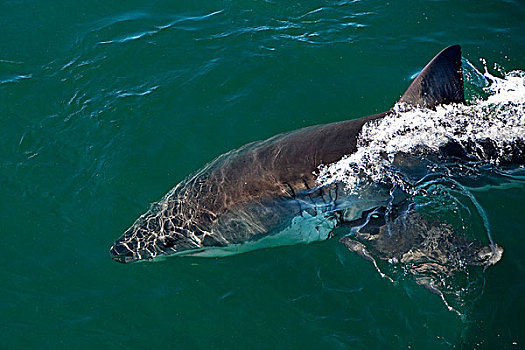 大白鲨,沙鲨属,福尔斯湾,南非