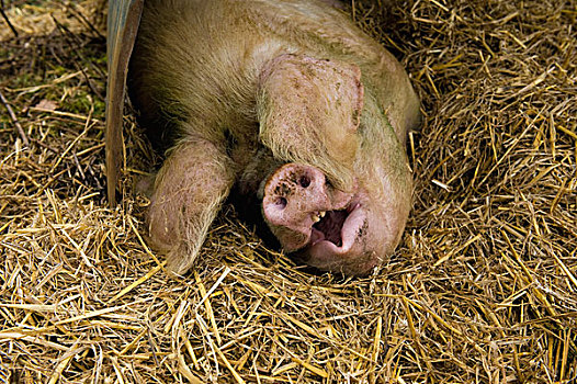 大,猪,躺下,蔽护,稻草,床上用品