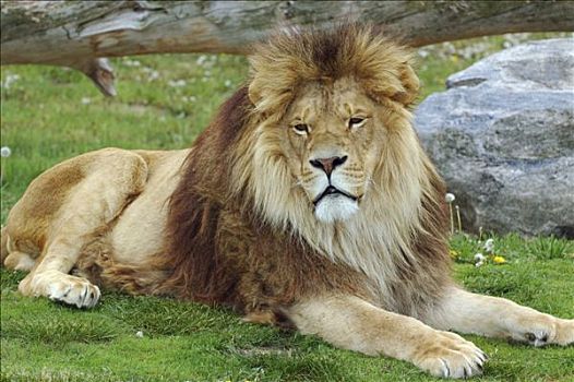 雄性,非洲狮,躺着,青草