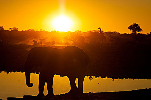 非洲象,水边,洞,日落,靠近,埃托沙国家公园,纳米比亚,非洲
