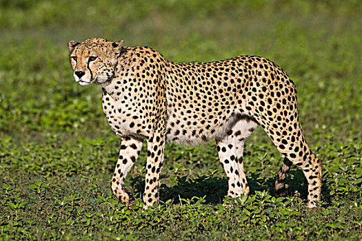 非洲,坦桑尼亚,雄性,印度豹,恩戈罗恩戈罗,保护区