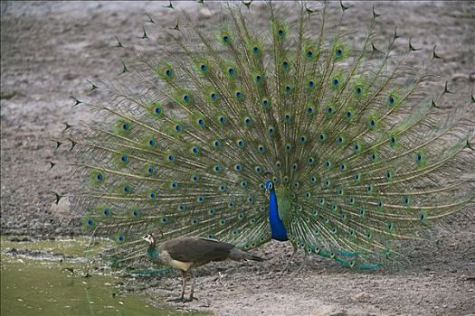 孔雀,雌性,干燥,季节,四月,印度