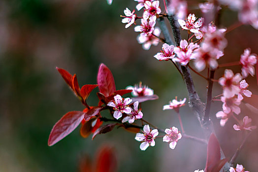 叶李,花开