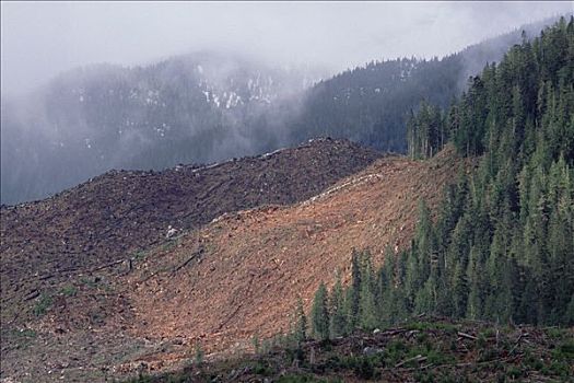 温带雨林,破坏,山谷,温哥华岛,不列颠哥伦比亚省,加拿大