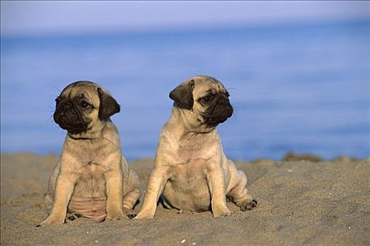 哈巴狗,狗,两个,小狗,坐,一起,海滩