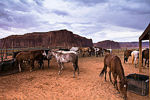 马,牧场,暗色,阴天,纪念碑谷,亚利桑那,美国